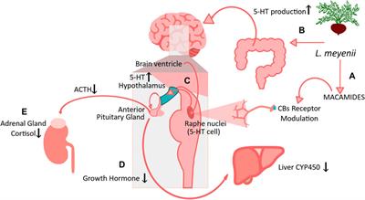 Exploring the chemical and pharmacological variability of Lepidium meyenii: a comprehensive review of the effects of maca